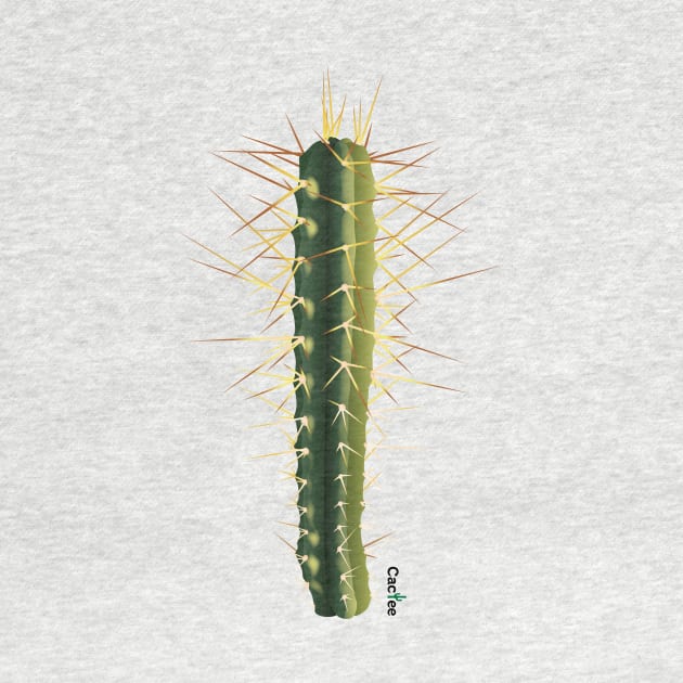 Trichocereus Bridgesii by Cactee